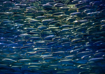 A school of sardines swim in the deep blue sea Pacific Ocean, off the coast of the Monterey Bay of...