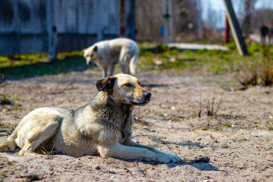 Wild Dog Wolf Hybrid In Chernobyl Ukraine