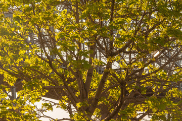 Backlit Tree in Front of a Bridge