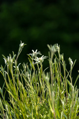 Edelweiss in the Alps