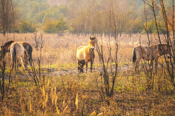 wild przewalski's horses in the chernobyl exclusion zone