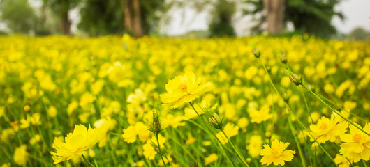 Obraz premium Beautiful scenery of yellow cosmos fields, blooming yellow cosmos flowers in agriculture farm.