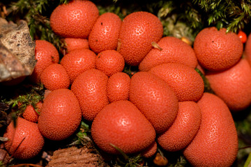 Lycogala epidendrum (wolf's milk, groening's slime) - A type of mold that lives on rotten stumps