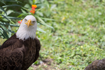 eagle