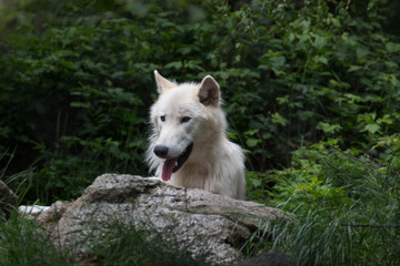 Obraz premium The big bad wolf