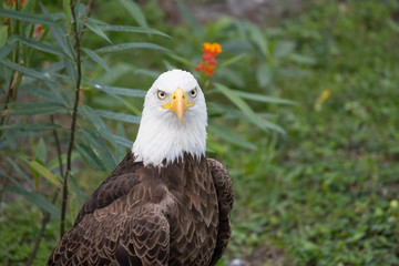 eagle