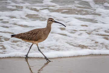 A Whimbrel (numenius phaeopus) wades in the surf as it searches for food, on the beach along the Monterey Bay of Seaside, California. 