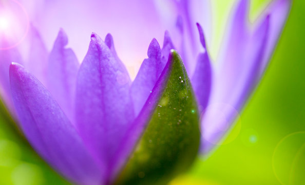 Close-up pictures of purple and pink lotus petals in Zen style.