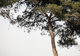 Young pine on the background of a clear evening sky
