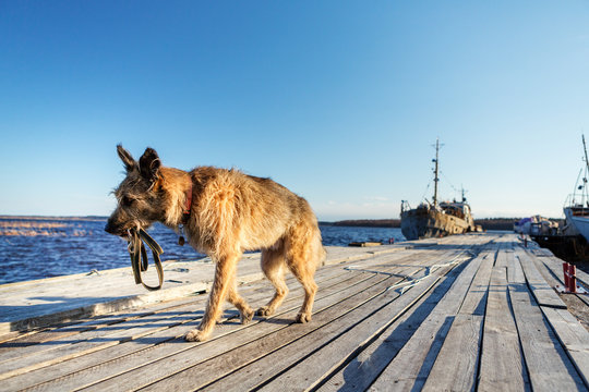 The Lovely And Funny Dog In A Collar Keeps In A Mouth The Lead Alone Goes And Looks For The Owner. Pier And Ship.