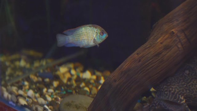 The fish in the aquarium. South American aquarium fish of the cichlid family called Laetacara curviceps in the home aquarium. Low key