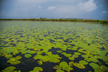 The Danube Delta , Romania