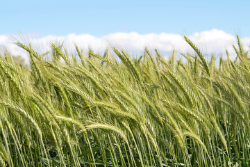 Barley field and blue sky