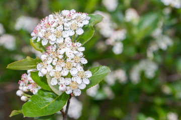 Blooms Bush black chokeberry in early summer white flowers