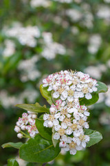 Blooms Bush black chokeberry in early summer white flowers