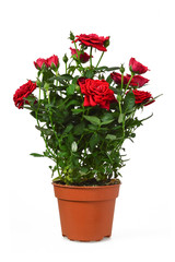 Miniature rose plant in pot isolated on white background