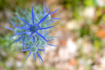 Blue Sea holly thistles or Blue Eryngium planum 