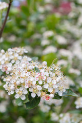 Blooms Bush black chokeberry in early summer white flowers