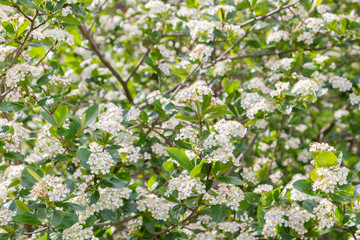 Blooms Bush black chokeberry in early summer white flowers