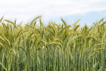 Barley field in spring time