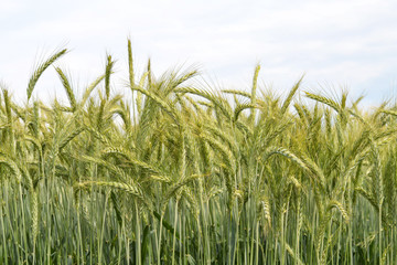Barley field in spring time