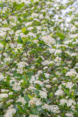 Blooms Bush black chokeberry in early summer white flowers