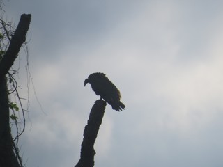 bird of prey