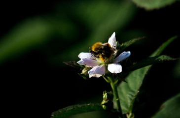 Humblebee on white flower