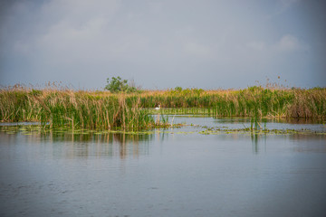 The Danube Delta , Romania