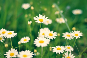 Obraz na płótnie Canvas Daisy flowers in the field