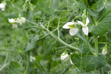 Green pea plants blooming in the field