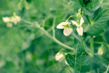 Close up of blooming green pea plants in the field