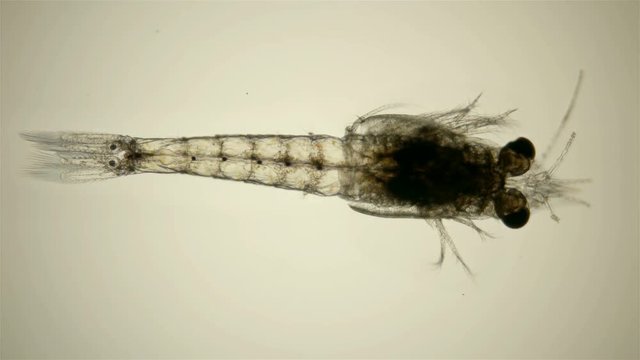 plankton shrimp under a microscope, Mysida detachment of higher crayfish from Peracarida superorder, resembles shrimp in appearance, sample size 2-3 mm, favorite fish food