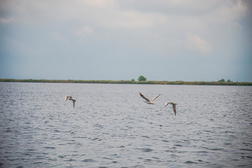 The Danube Delta , Romania