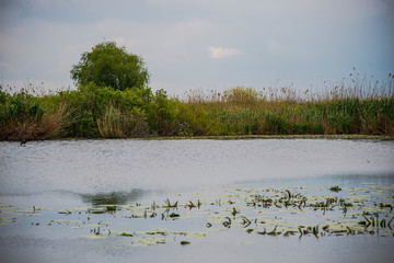 Danube Delta Landscape