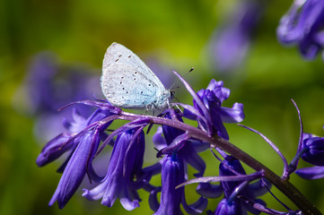 Holly Bluebutterfly ona bluebell