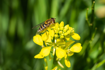 Hoverfly on rapeseed flower