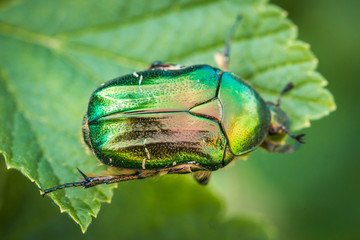 Cetonia aurata, called the rose chafer or the green rose chafer. A beetle on a green leaf.