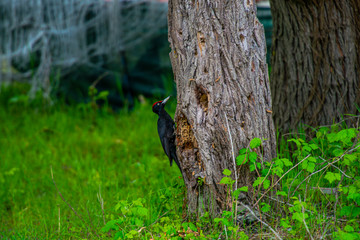 Black woodpecker