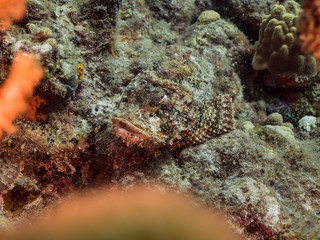 Scorpionfish in coral reef of Caribbean Sea around Curacao at dive site Playa Grandi