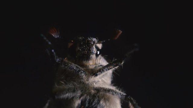 Chafer. Macro photography of the May beetle. Portrait of a beetle.