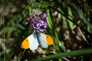 Orange-tip butterfly male on vetch
