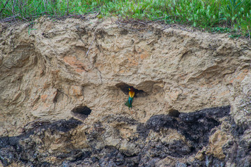 Bee Eater bird