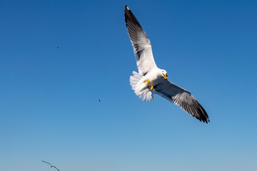 seagull in flight