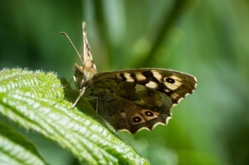 Speckled Wood butterfly with light shining through its wings