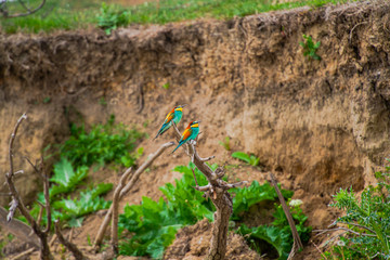 Bee Eater bird