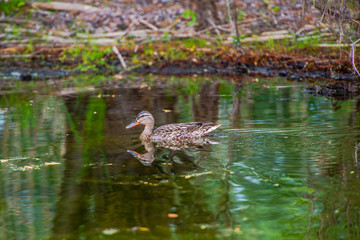 Wild duck in danube delta