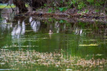 Obraz na płótnie Canvas Wild duck in danube delta