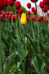 One yellow tulip among many red on a city flowerbed, against a blurred background of trees and a building.
