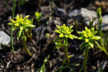 Young small yellow-green flowers.